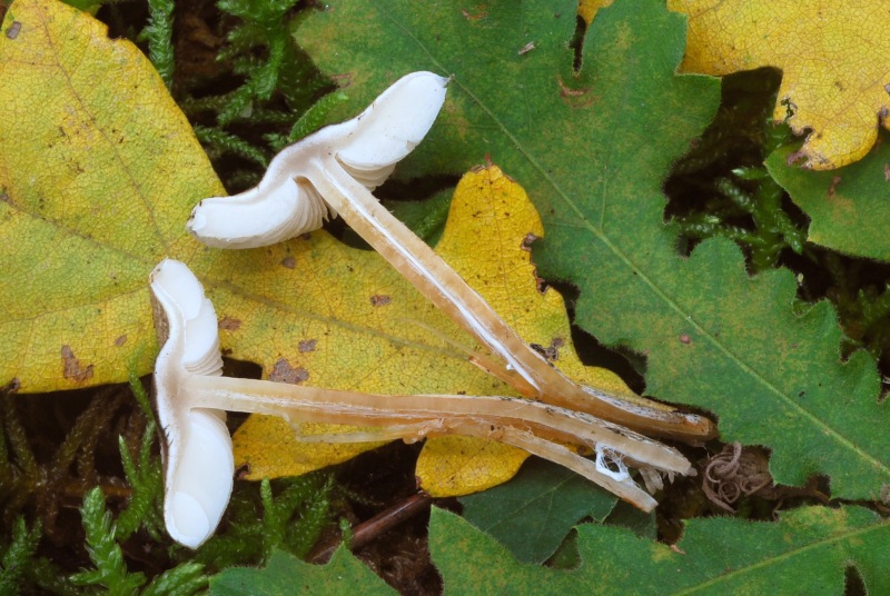 Lepiota-pseudofelina-12-TL241101-06.jpg