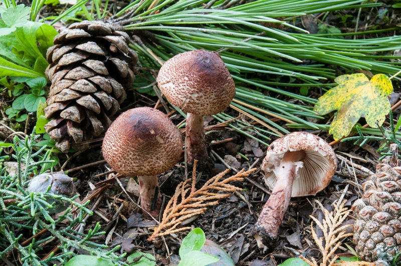 Lepiota-speciosa-7181_82_2024.jpg