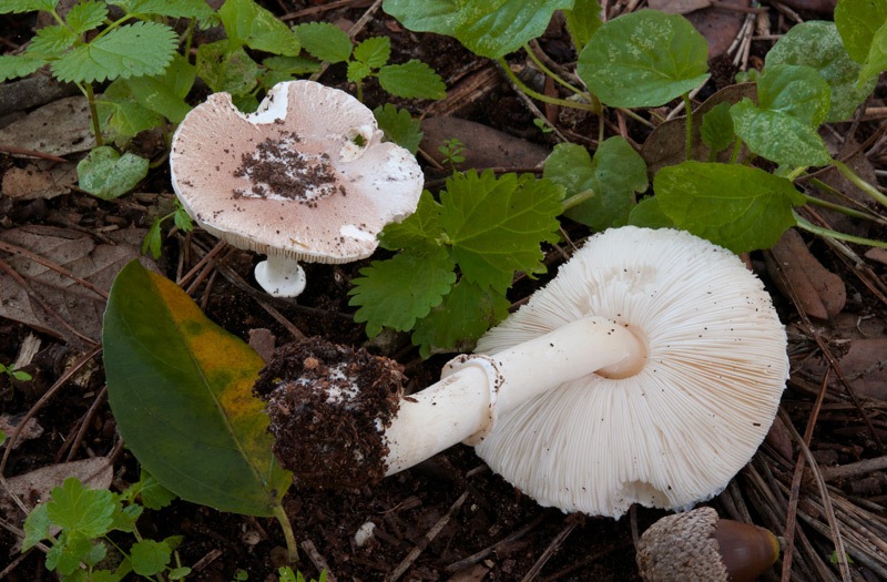 Leucoagaricus-littoralis-7916_19_2024.jpg