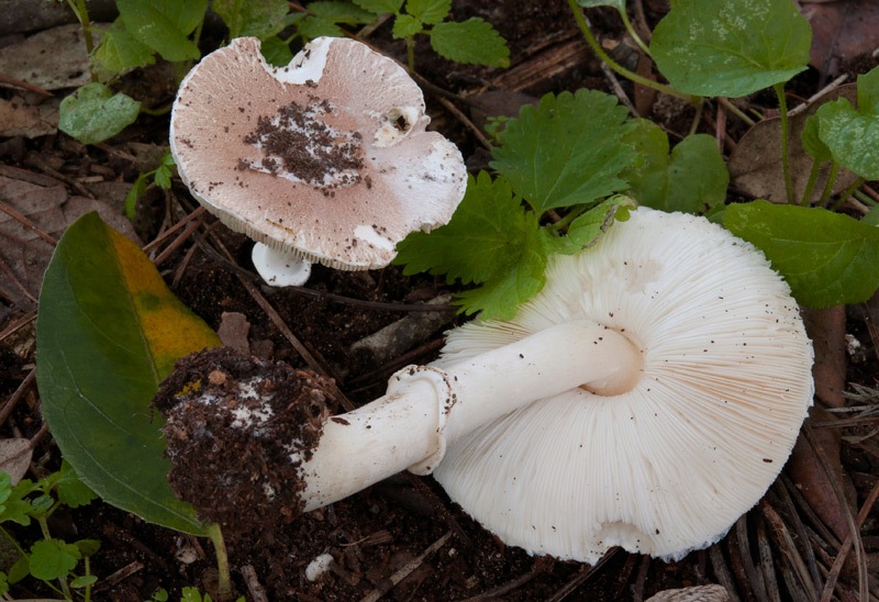 Leucoagaricus-littoralis-7920_23_2024.jpg