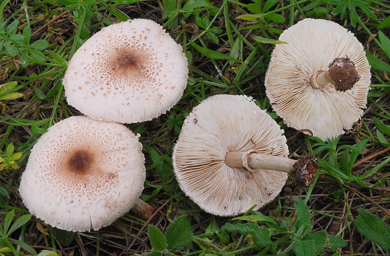 Macrolepiota-phaeodisca-02-3.jpg