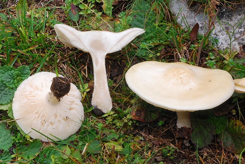 Melanoleuca-cfr-galbuserae-05.jpg