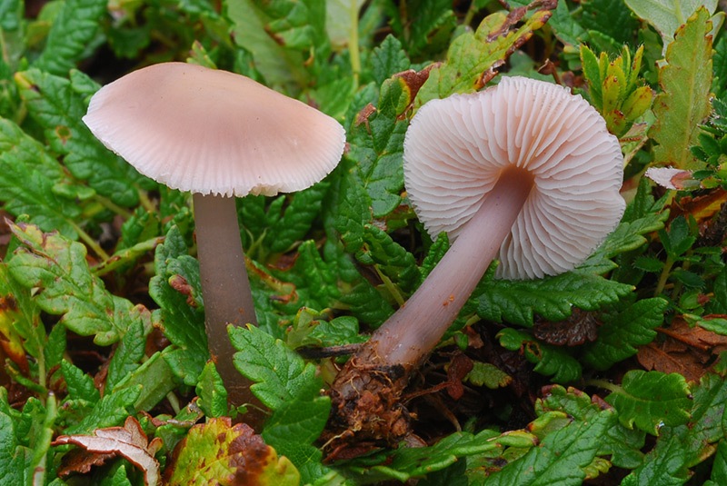 Mycena-pura-03.jpg