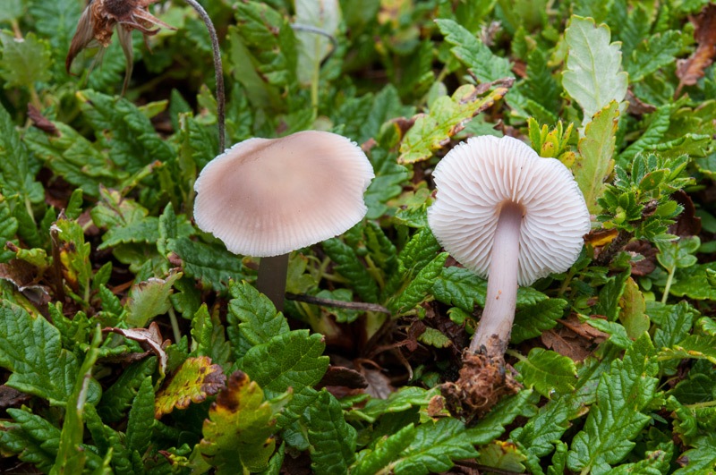 Mycena-pura-6240_41_2024.jpg