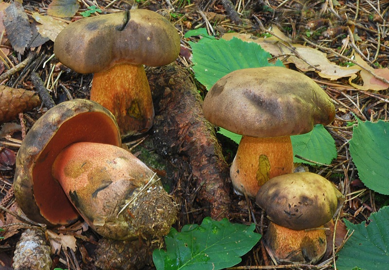 Neoboletus-luridiformis-01-.jpg