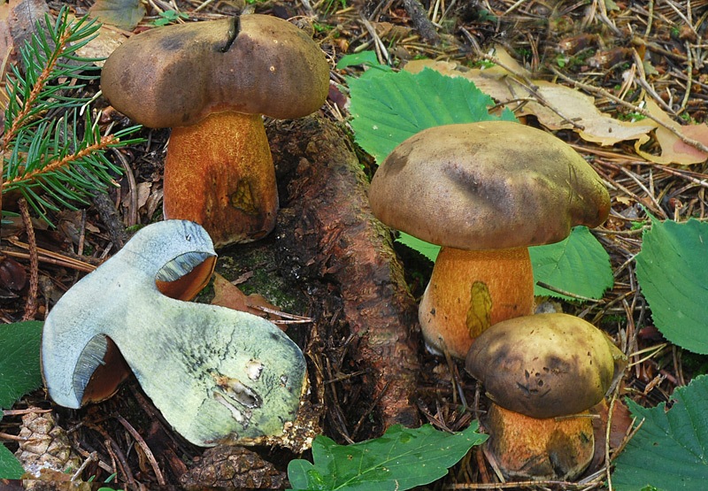 Neoboletus-luridiformis-01-5-.jpg