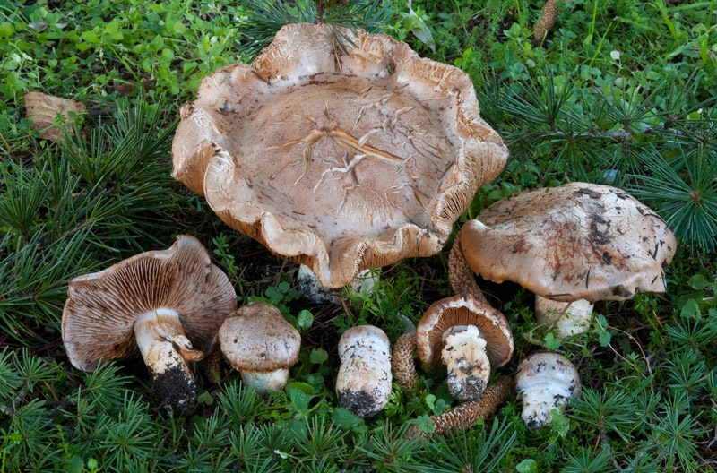 Phlegmacium-herculeum-7981_84_2024.jpg