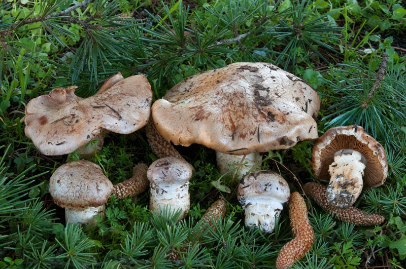 Phlegmacium-herculeum-8014_18_2024.jpg