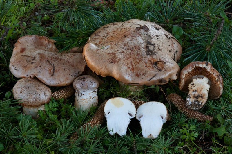 Phlegmacium-herculeum-8019_23_2024.jpg
