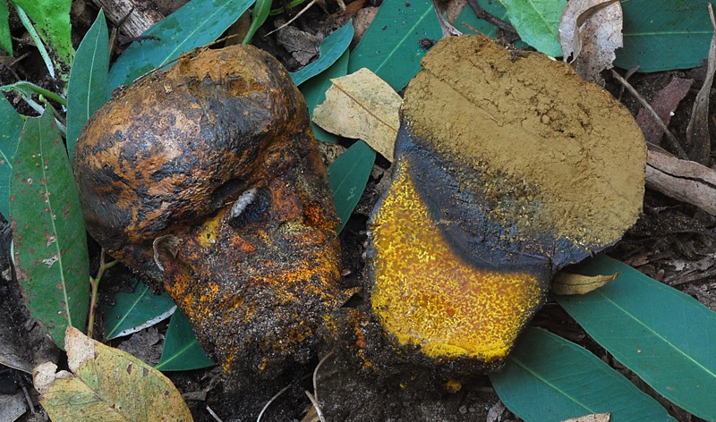 Pisolitus-marmoratus-04-5.jpg