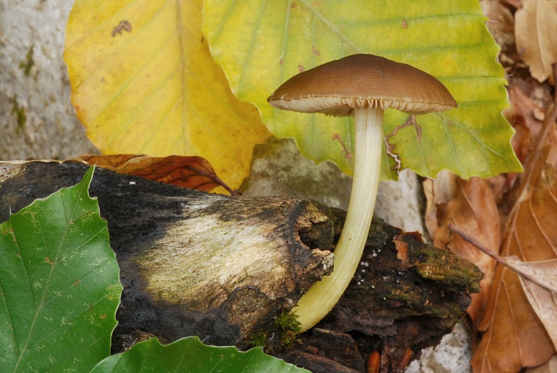 Pluteus-romellii-03-TL241005-11.jpg
