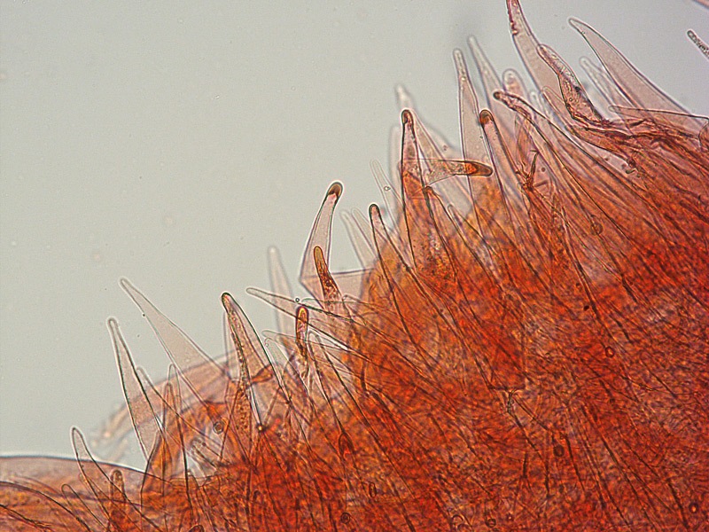 Pluteus-roseipes-100-Pileipellis-RC-200x.jpg