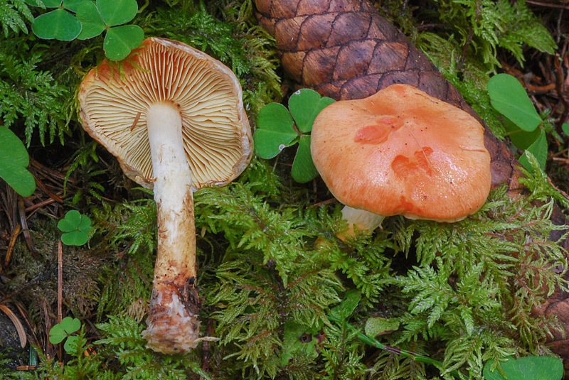 Pyrrhulomyces-astragalinus-01-2.jpg