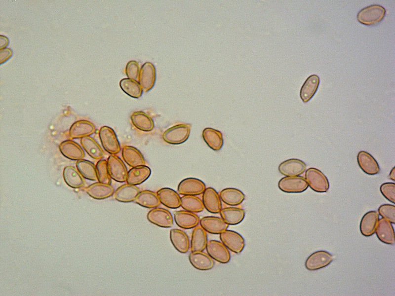 Pyrrhulomyces-astragalinus-06-Spore-RC-1000x.jpg