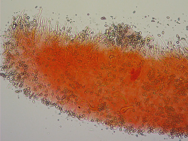 Pyrrhulomyces-astragalinus-08-Cheilo-RC-200x.jpg