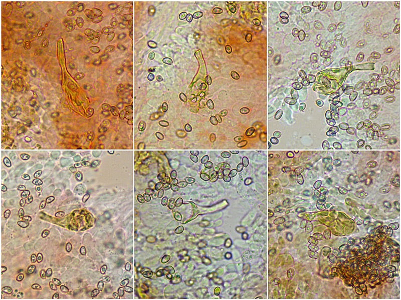 Pyrrhulomyces-astragalinus-12-8-Pleuro-RC-400x.jpg