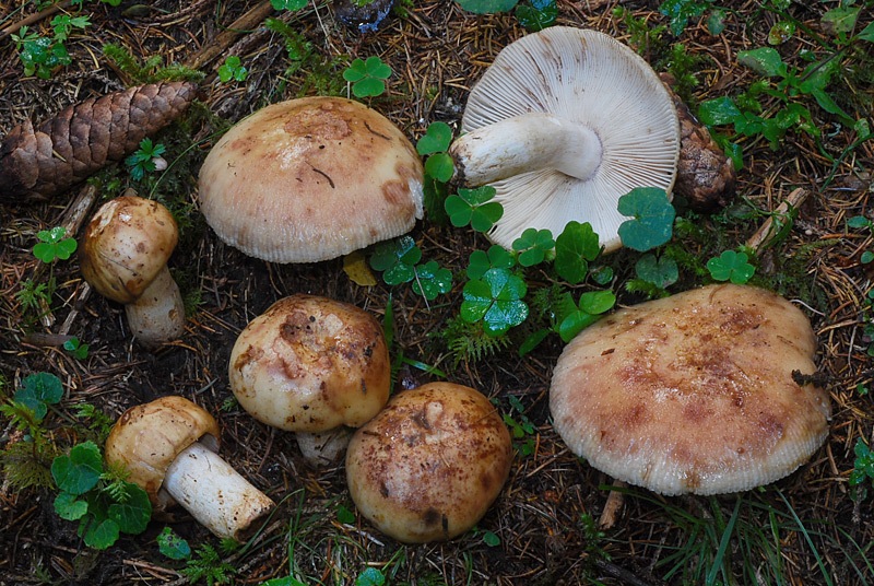 Russula-illota-03.jpg