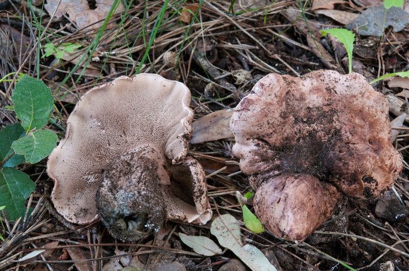 Sarcodon-cyrneus-7924_25_2024.jpg