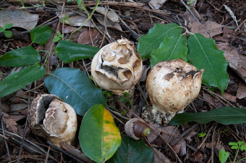 Scleroderma-meridionale-7887_90_2024.jpg