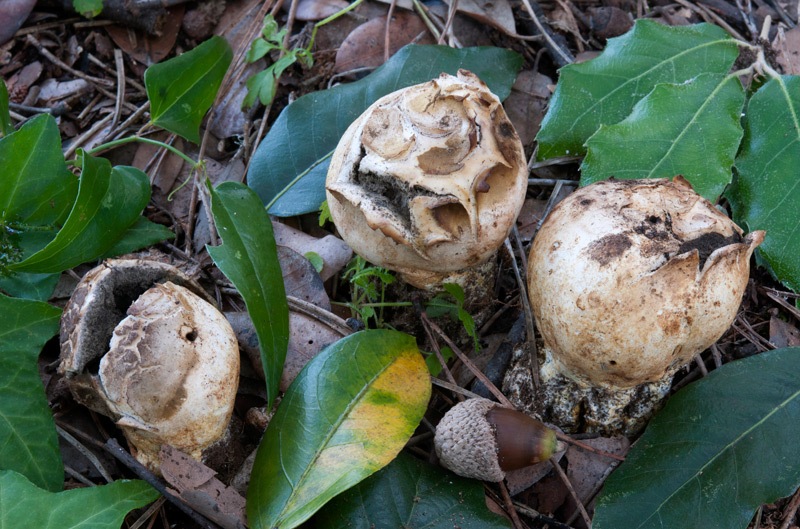 Scleroderma-meridionale-7892_95_2024.jpg