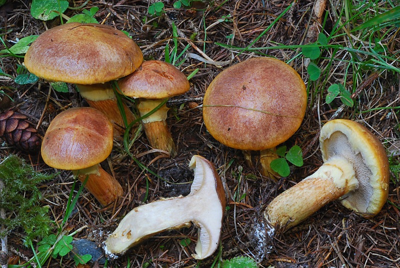Suillus-bresadolae-02.jpg