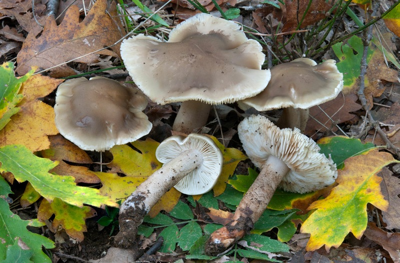 Tricholoma-saponaceum-6931_36_2024.jpg