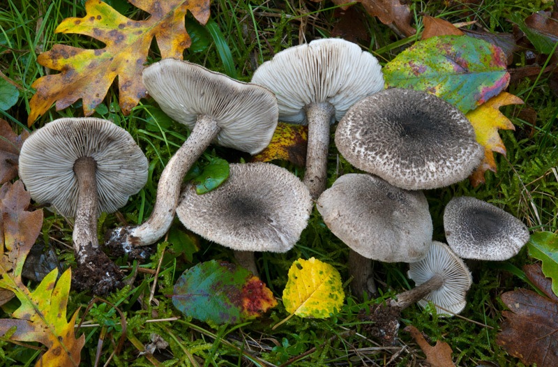 Tricholoma-squarrulosum-7468_72_2024.jpg