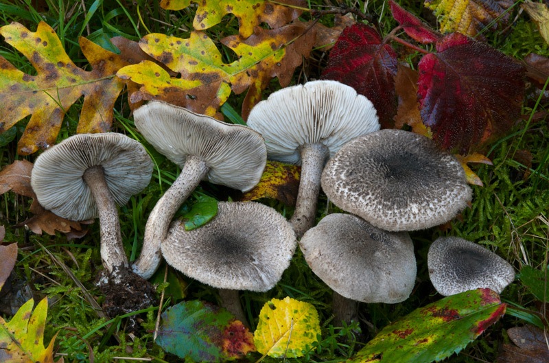 Tricholoma-squarrulosum-7473_77_2024.jpg