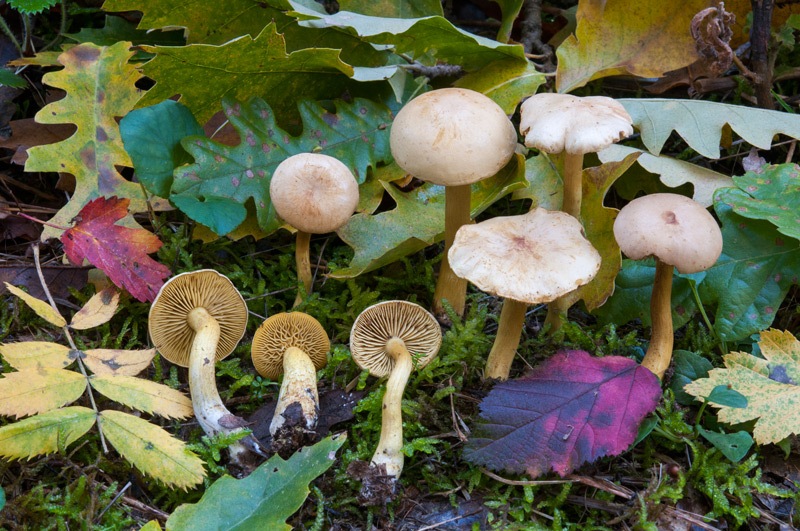 Tricholoma-sulphureum-7596_2024.jpg