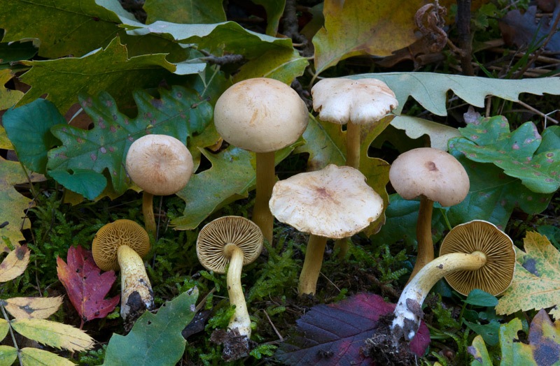 Tricholoma-sulphureum-7602_05_2024.jpg