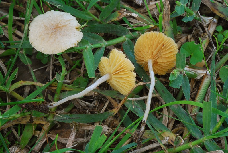 Tubaria-dispersa-06-7-TL241029-02.jpg