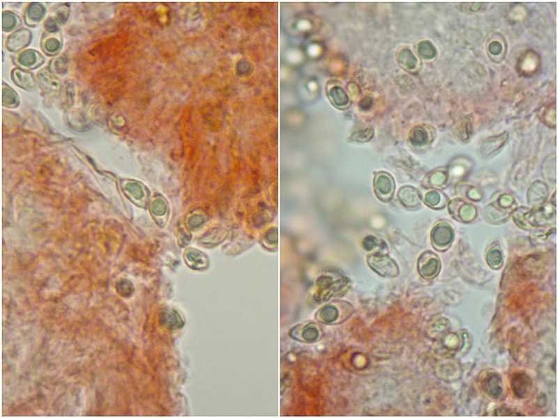 Tubaria-dispersa-09-10-Spore-RC-1000×-TL241029-02.jpg