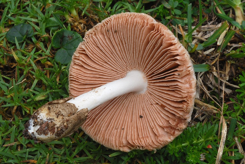Volvariella-caesiotincta-01-2.jpg