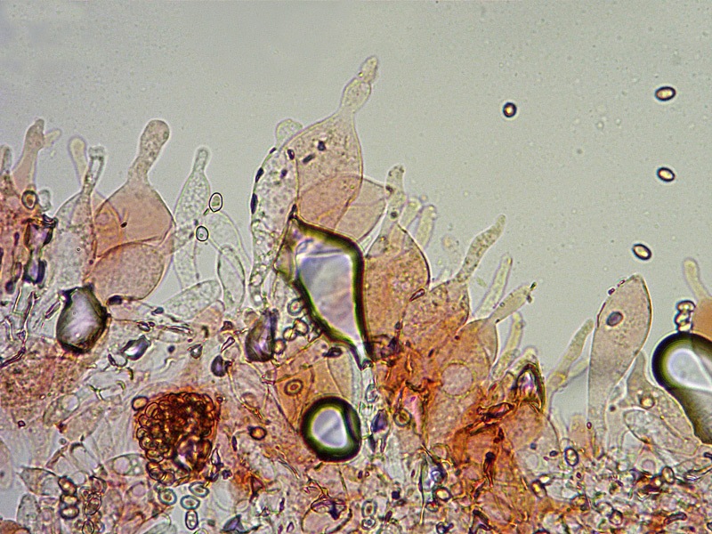 Volvariella-caesiotincta-17-Cheilo-RC-400x.jpg