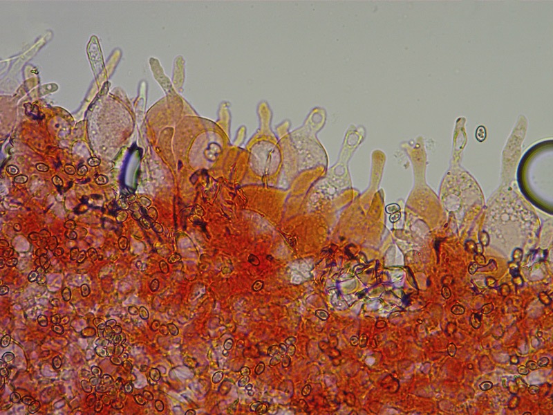 Volvariella-caesiotincta-25-Cheilo-RC-400x.jpg