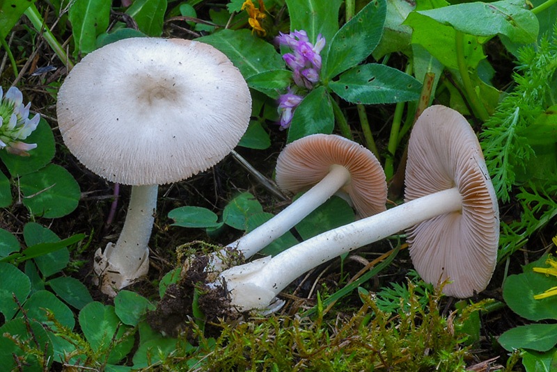 Volvariella-hypopithys-06-9.jpg