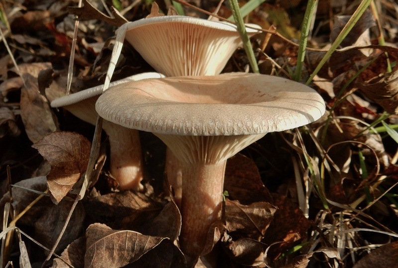 13.jpg.b9f5bb78793b804518d4ed506dfeddff.jpg