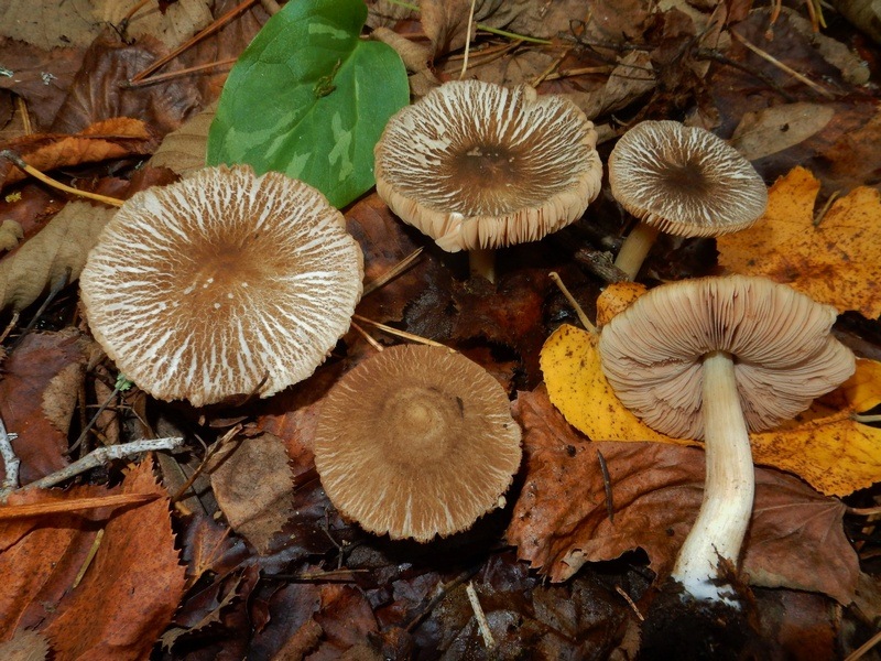 7.jpg.a534806798b6e1f11b116b94b6557cf5.jpg