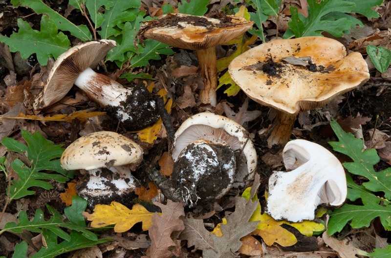 Calonarius-caroviolaceus-7024_28_2024.jpg