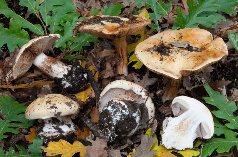 Calonarius-caroviolaceus-7029_33_2024.jpg