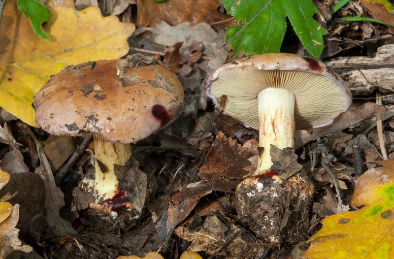 Calonarius-xanthophyllus-7106_07_2024.jpg