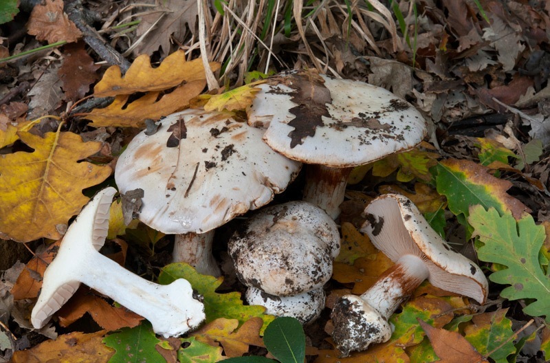 Cortinarius-aleuriosmus-7161_65_2024.jpg