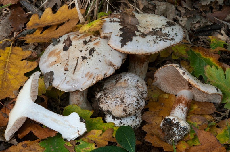 Cortinarius-aleuriosmus-7166_69_2024.jpg