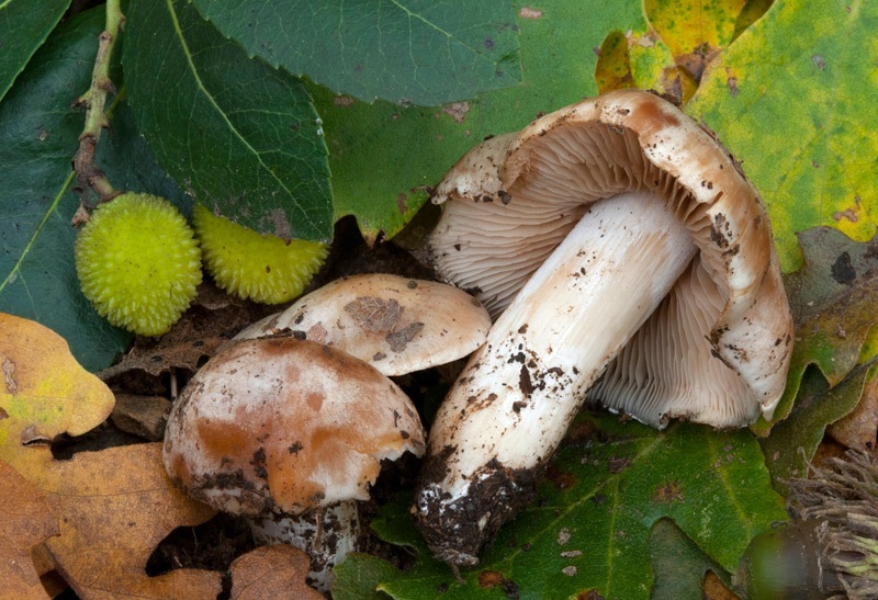 Cortinarius-crystallinus-7135_40_2024.jpg