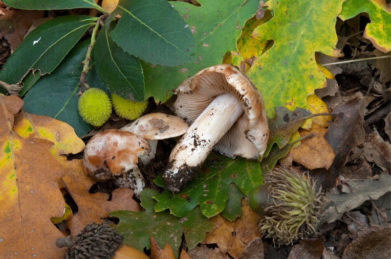 Cortinarius-crystallinus-7141_44_2024.jpg