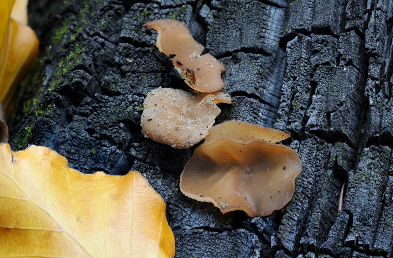 Daleomyces-petersii-8271_74_2024.jpg