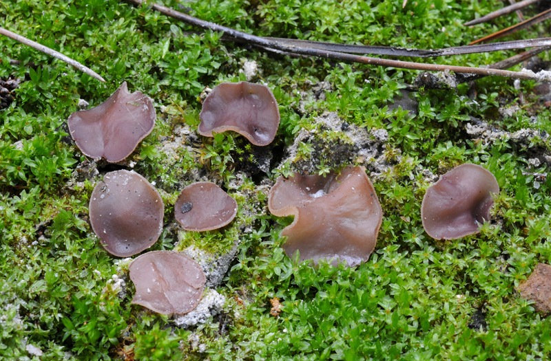 Geoscypha-tenacella-8283_86_2024.jpg