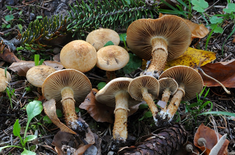 Mallocybe-terrigena-8260_61_2024.jpg