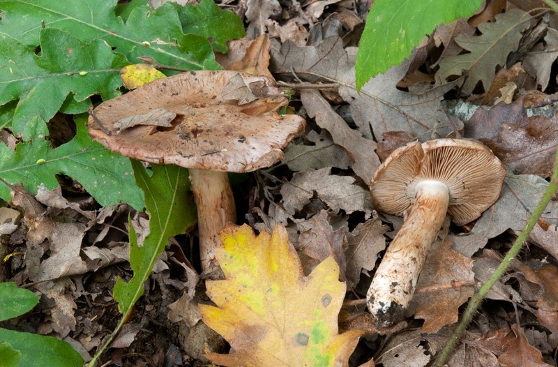 Phlegmacium-chromataphilum-7113_14_2024.jpg