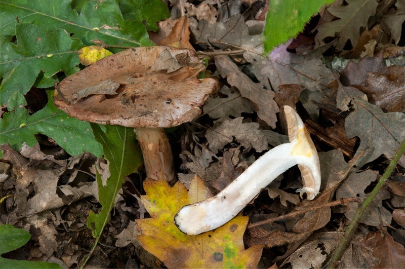 Phlegmacium-chromataphilum-7121_25_2024.jpg